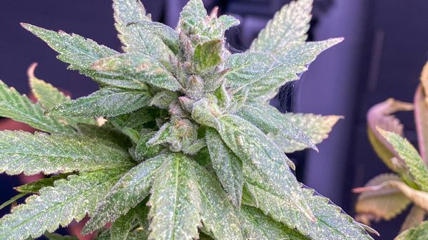 Fleur, résine ou huile : quelle forme de chanvre choisir pour soulager la douleur ?