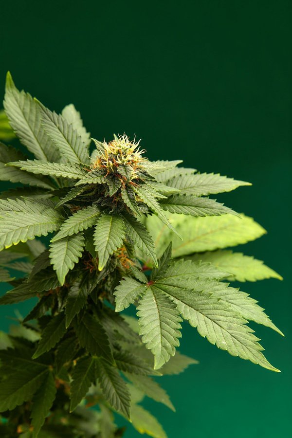 5 avantages incontournables d'investir dans des fleurs d'intérieur